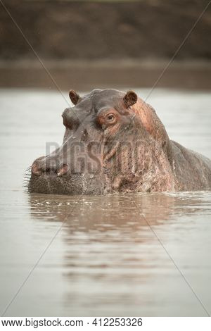 Close-up Of Hippo Lifting Head In Waterhole