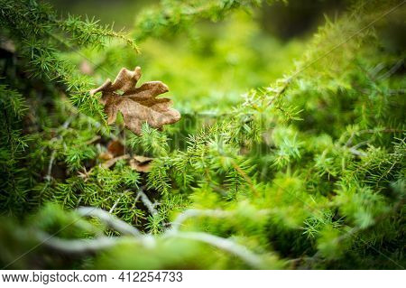 Close Up Beautiful Bright Green Moss Grown Up And Drop Of Water Cover The Rough Stones And On The Fl