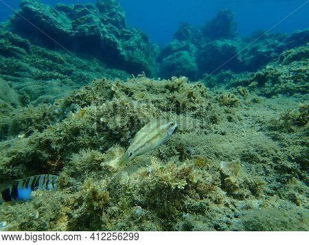 East Atlantic Peacock Wrasse (symphodus Tinca) Undersea, Aegean Sea, Greece, Halkidiki
