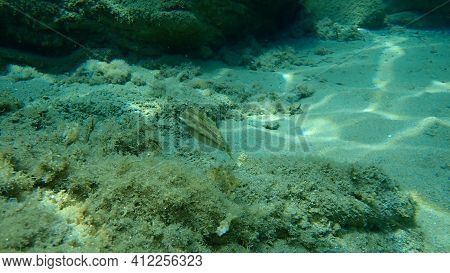 East Atlantic Peacock Wrasse (symphodus Tinca) Undersea, Aegean Sea, Greece, Halkidiki