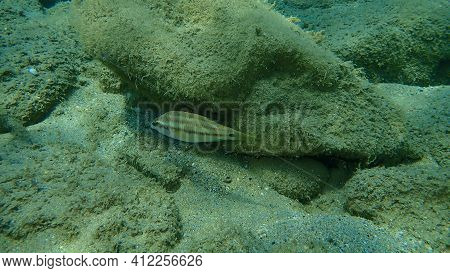 East Atlantic Peacock Wrasse (symphodus Tinca) Undersea, Aegean Sea, Greece, Halkidiki