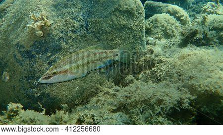 East Atlantic Peacock Wrasse (symphodus Tinca) Undersea, Aegean Sea, Greece, Halkidiki