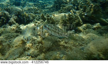 East Atlantic Peacock Wrasse (symphodus Tinca) Undersea, Aegean Sea, Greece, Halkidiki