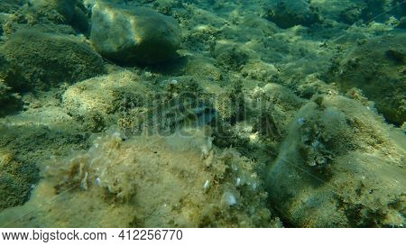 East Atlantic Peacock Wrasse (symphodus Tinca) Undersea, Aegean Sea, Greece, Halkidiki