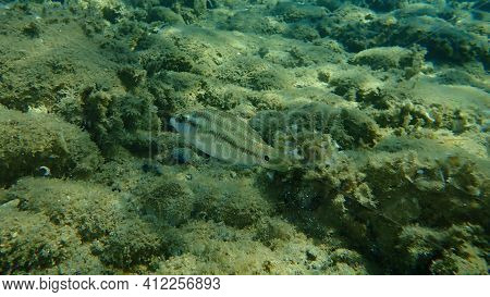 East Atlantic Peacock Wrasse (symphodus Tinca) Undersea, Aegean Sea, Greece, Halkidiki