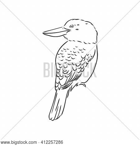 Black Outlined Kookaburra Bird-vector Drawing, Kookaburra Vector Sketch Illustration On White Backgr