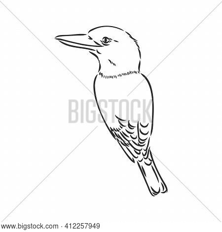 Black Outlined Kookaburra Bird-vector Drawing, Kookaburra Vector Sketch Illustration On White Backgr