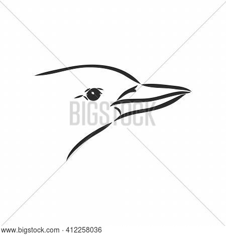 Black Outlined Kookaburra Bird-vector Drawing, Kookaburra Vector Sketch Illustration On White Backgr