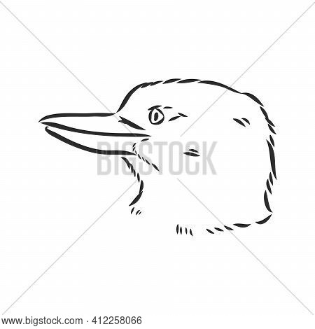 Black Outlined Kookaburra Bird-vector Drawing, Kookaburra Vector Sketch Illustration On White Backgr