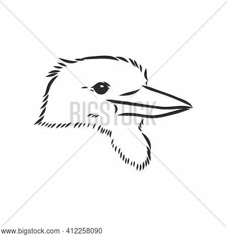 Black Outlined Kookaburra Bird-vector Drawing, Kookaburra Vector Sketch Illustration On White Backgr