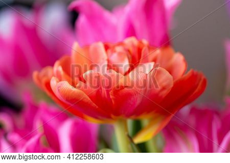 Orange Tulip Cultivar With Many Petals Macro Photography On A Pink Background Of Other Tulips. For C