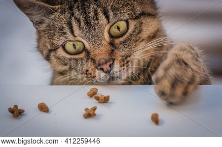 Portrait Of A Domestic Cat With A Paw Of Dry Food