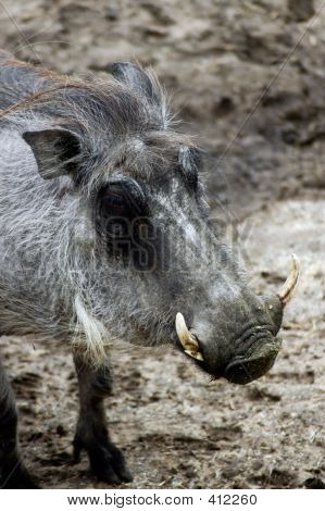 Animal Warthog Mud