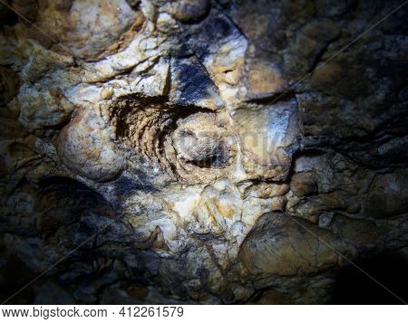Fossilized Corals In The Karst Cave 