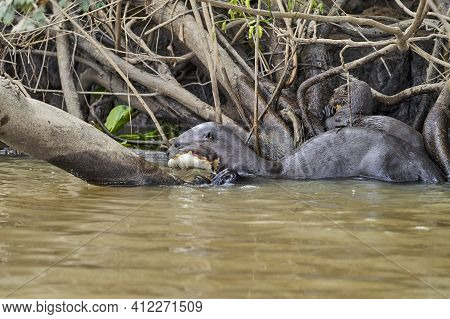 Giant River Otter, Pteronura Brasiliensis, A South American Carnivorous Mammal, Longest Member Of Th