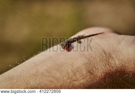 Tiny Gekko Sitting On The Wrist Of A White Caucasian Man. Small, Brown And Delicate Lizard With Shal