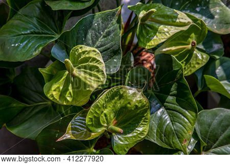 Anthurium Is A White Heart-shaped Flower (tailflower, Flamingo Flower, Laceleaf) In Garden. Dark Gre