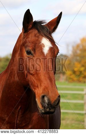 Beautiful Head Portrait From A Brown Quarter Horse On The Paddock