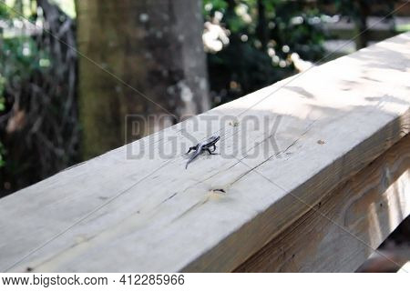 Skink Lizard Runs In The Swamp