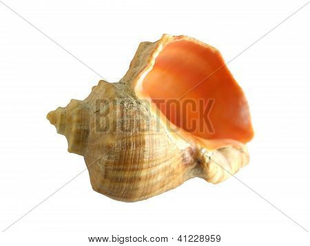 Rapana 셸