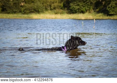 Mudi Dog Is Swimming In The Water. He Loves Water And He Jump For Stick.