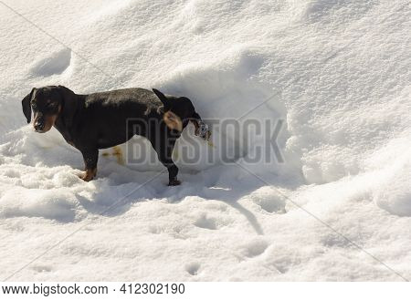 A Small Dachshund Dog Pees On The Snow While Walking