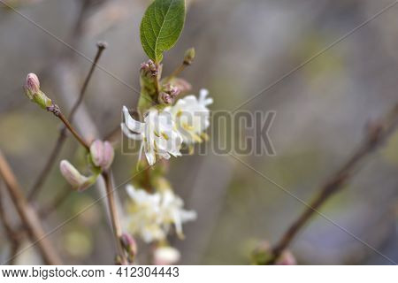 Winter Flowering Honeysuckle Flowers - Latin Name - Lonicera Fragrantissima
