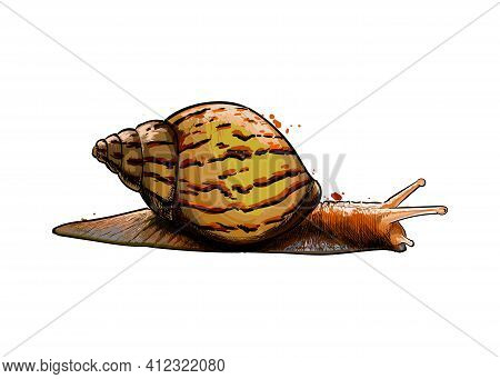 Garden Snail From A Splash Of Watercolor, Colored Drawing, Realistic. Achatina Giant