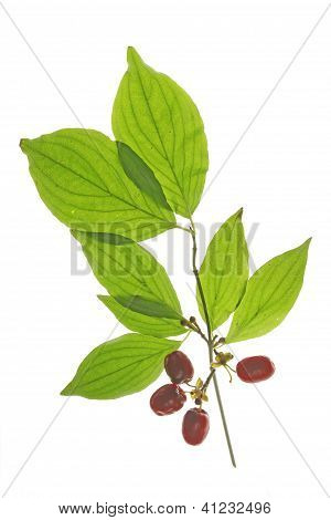 Ciliegia corniola (Cornus mas)