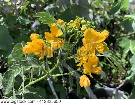Yellow Flowers Of Senna Or Alexandrian Leaf Or Cassia Acutifolia - A Wild Plant Is Used In Tradition
