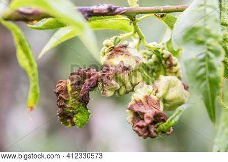 Branch Of A Peach Tree With Leaf Curl Caused By A Fungus. Leaf Disease. Taphrina Deformans.