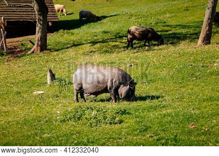 Small Farm Under Castle Tocnik, Autumn Landscape, Sunny Day, Big Black Haired Pig, Goats And Sheep G