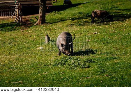 Small Farm Under Castle Tocnik, Autumn Landscape, Sunny Day, Big Black Haired Pig Graze On Lawn Amon