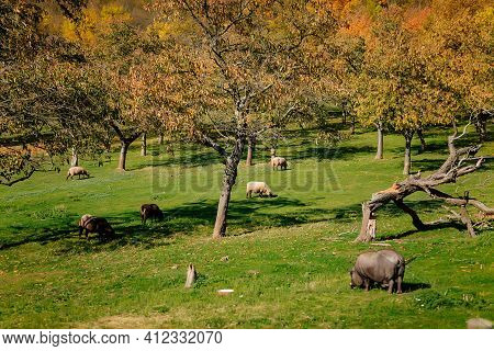 Small Farm Under Castle Tocnik, Autumn Landscape, Sunny Day, Big Black Haired Pig, Goats And Sheep G