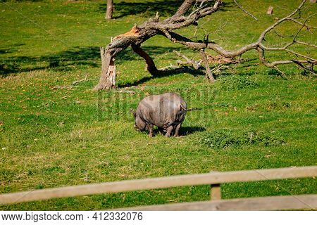 Small Farm Under Castle Tocnik, Autumn Landscape, Sunny Day, Big Black Haired Pig Graze On Lawn Amon