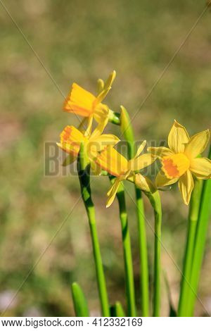Small Yellow Daffodil Flowers Cyclamineus Daffodils Bloom In A Garden In Florida In Spring.