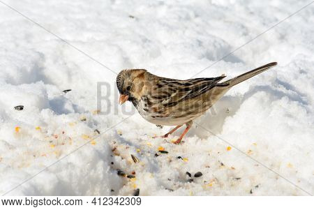 Harris's Sparrow in snow, looking for seeds to eat, on a sunny but cold winter day