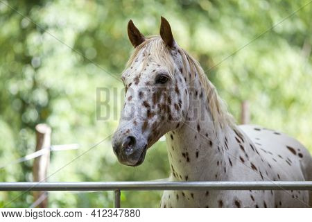 Appaloosa Horse With Spots Portait. White Colour With Brown Spots