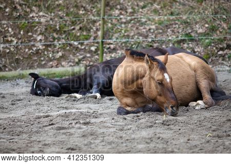 Two Horses Lay Down To Sleep Outdoors