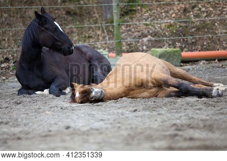 Two Horses Lay Down To Sleep Outside