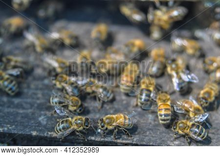 The Bees At Front Hive Entrance Macro Close Up. Bee Flying To Hive. Honey Bee Entering The Hive. Hiv