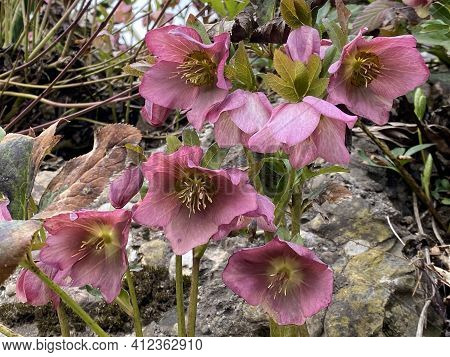 Purple Hellebore (helleborus Purpurascens), Christmas Rose, Purple-flowered Christmas Rose, Lenten R