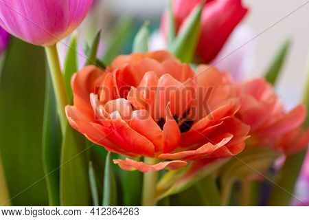 Orange Tulip Cultivar With Many Petals Macro Photography On Green Leaves Background. For Congratulat