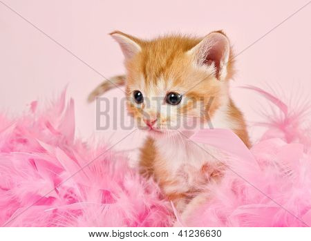 Pink höyhenet ympäröivä Ginder pentu