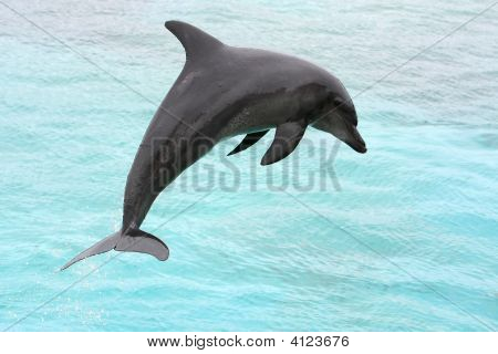 Salto del delfino