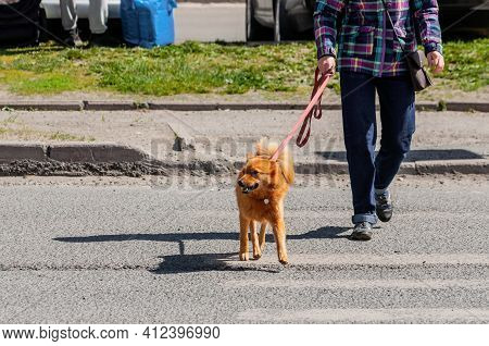 Red Karelian Husky On A Leash. Karelian Bear Dog. Pet. Red-haired Dog. Finnish Spitz.