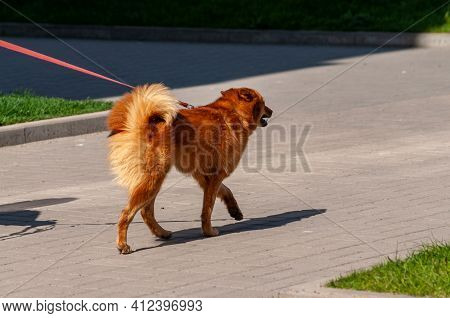 Red Karelian Husky On A Leash. Karelian Bear Dog. Pet. Red-haired Dog. Finnish Spitz.