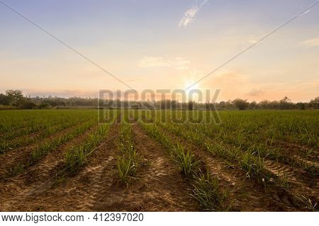 Sugarcane Field At Sunset. Sugarcane Is A Grass Of Poaceae Family. It Taste Sweet And Good For Healt