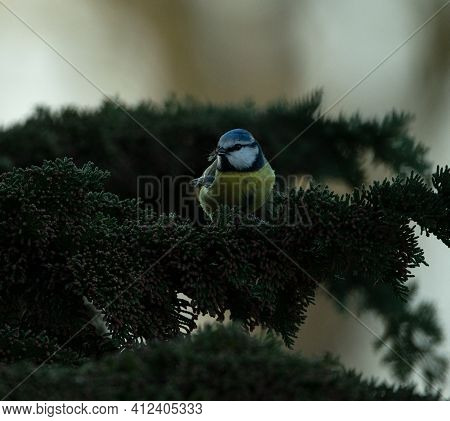 Bluetit Eating A Fly, Perched On A Confier With A Blurred Background.