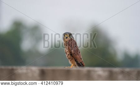 Closed Up Common Kestrel (falco Tinnunculus) Standing On Ground